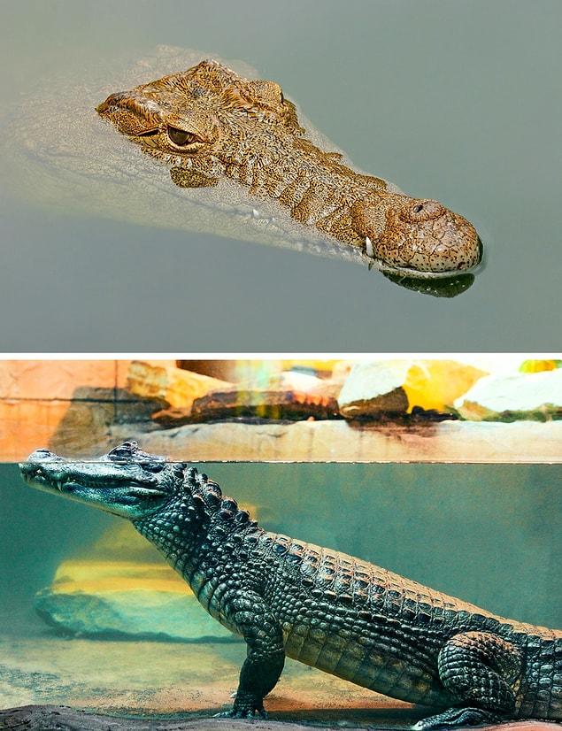 18. Shocker! Crocodiles are not horizontal under water.