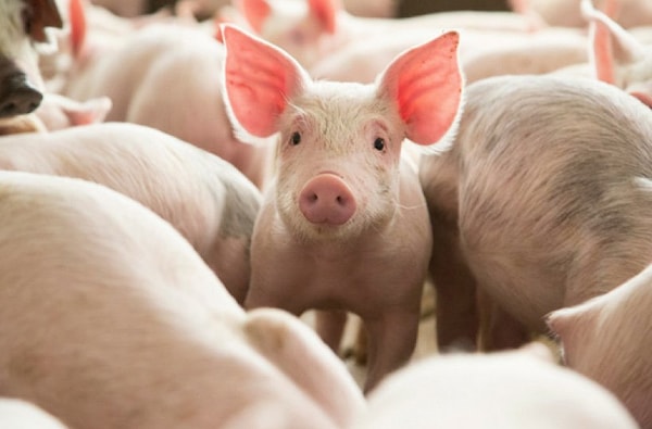 12. Половина всего населения свиней в мире живет в Китае