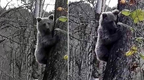 Önlerine Çıkan Ayıyı Otomobille Kovaladılar: 'Gel La Gel, Hadi Gel'