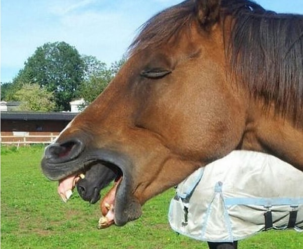 14. Чужой. Лошадиная версия