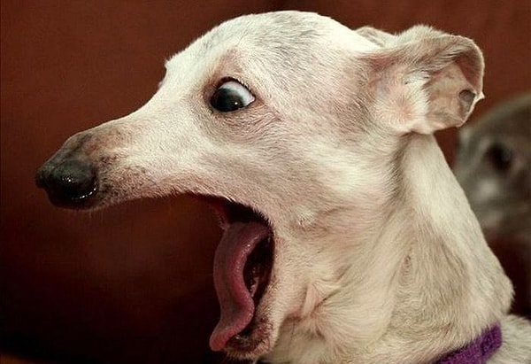 11. Продолжите пословицу «Собаку съел…»