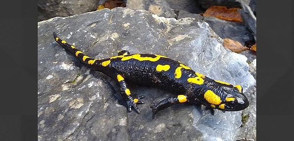 9. Саламандра: