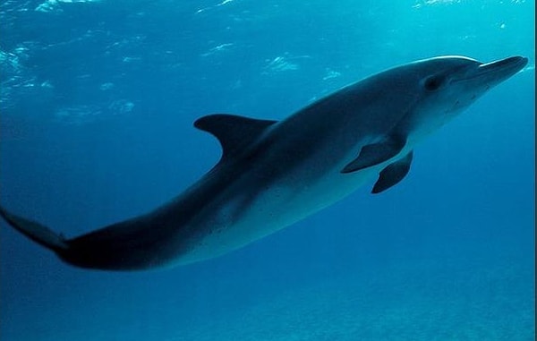 2. Дельфин: