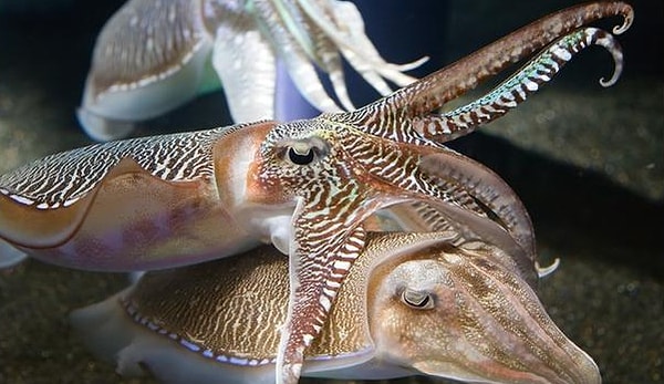 10. Каракатицы: