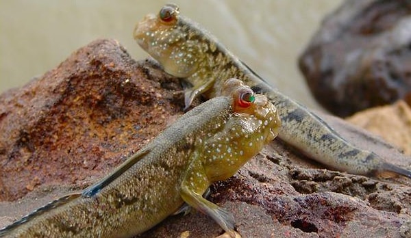 11. Илистые прыгуны: