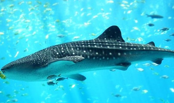 13. Китовая акула: