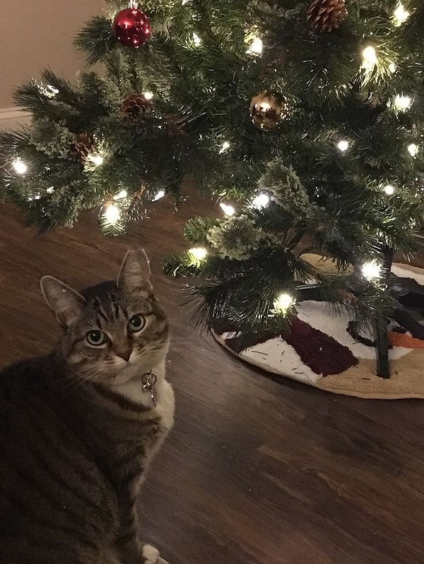 А вот и источник вдохновения автора комиксов — шаловливая кошка по имени Минни 🐱😉