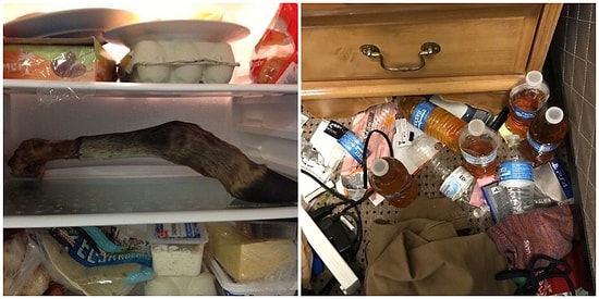 Ev Arkadaşları Arıyorsanız Bu Görüntüleri Gördükten Sonra Bir Daha Düşüneceksiniz!