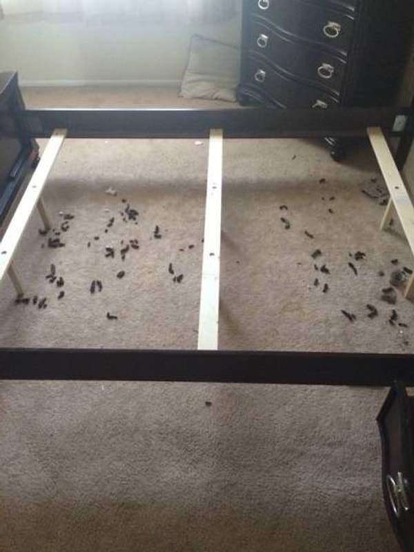 8. "Живший тут парень, видимо, не знал, что его собака гадит под кроватью. Не знаю, как ему, а мне запах какашек ударил в нос с самого порога"