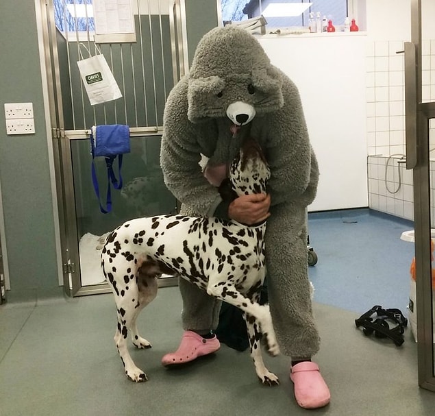 A caring vet, Mike Farrell dresses up in a giant pink onesie-style mouse costume to calm a dog who needed an operation.