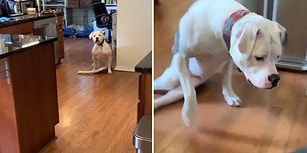 Tekerlekli Sandalyesini Görünce Heyecandan Yerinde Duramayan Engelli Köpek
