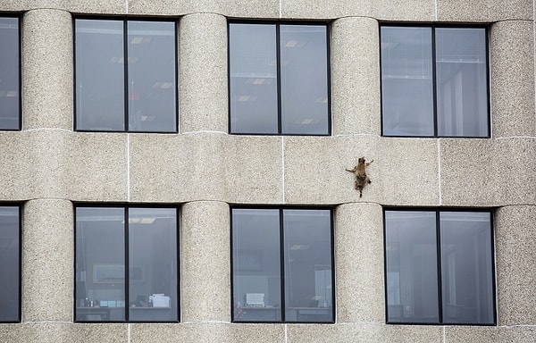 5. Енот, пытающийся взобраться на высотку UBS в Сент-Поле, штат Миннесота.