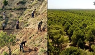 Yıllar Önce Yapılan Ağaçlandırma Çalışmalarının Öncesi ve Sonrası Fotoğraflarını Görünce Huzurlu Bir Nefes Alacaksınız!