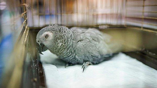Şiddete maruz kalan papağan İstanbul Üniversitesi Veterinerlik Fakültesi'nde tedavi altında alındı. Özdemir, 5199 sayılı Hayvanları Koruma Kanunu kapsamında para cezası ödeyecek.