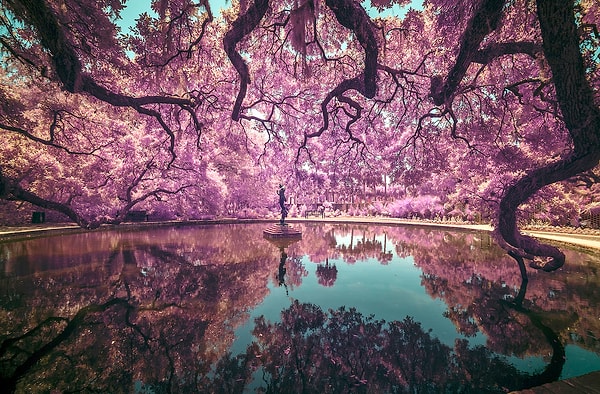 18. «Сад Брукгрин» - Тонино Викари (США)