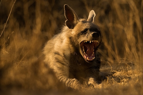 11. "Ежедневная растяжка" - Сохаил Инзаман (Индия)