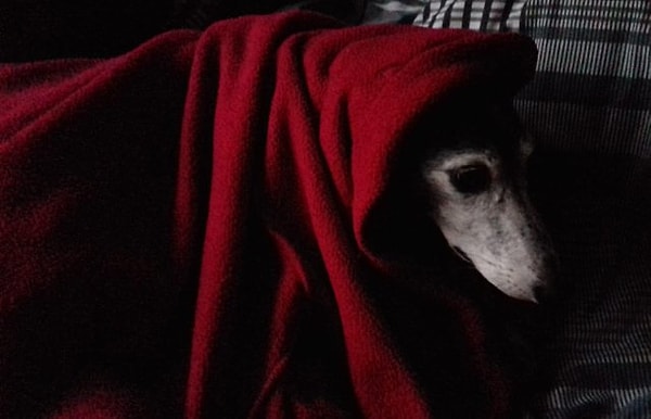 24. "Красная Шапочка"