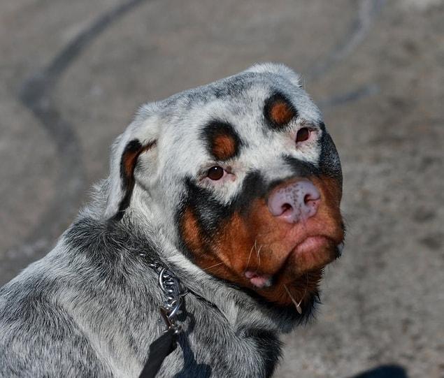 1. A dog wearing a mask created by vitiligo: