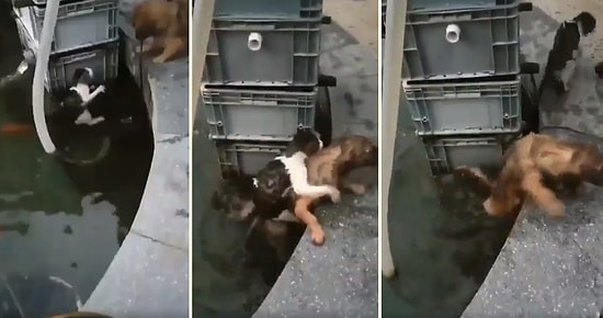 Sudan Çıkamayan Kediyi Sırtına Alarak Kurtaran Kahraman Köpek!