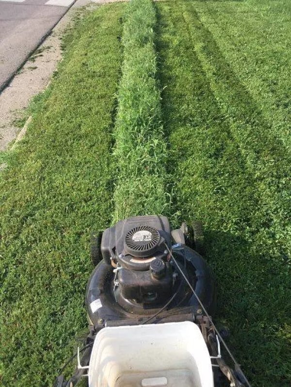 28. Помните запах свежескошенной травы?