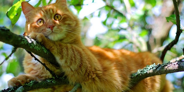 1. Как в России больше всего любят называть котиков рыжего окраса?