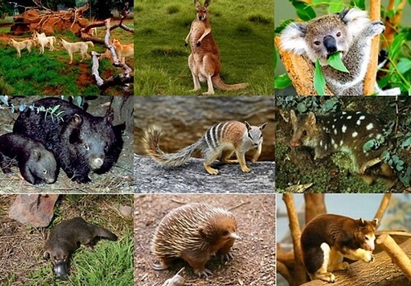 1. Какое животное изображено на австралийском гербе?