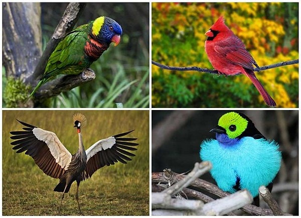 5. Назовите птицу, которая обитает только в Астралии