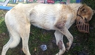 Niğde'de Acımasızca Vurulan Köpeğin İstanbul'a Uzanan Hikayesi