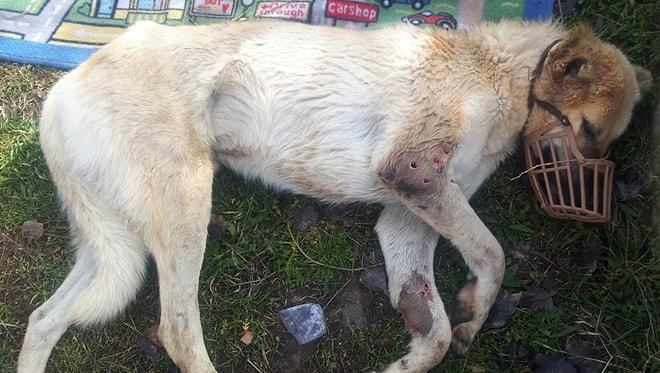 Niğde'de Acımasızca Vurulan Köpeğin İstanbul'a Uzanan Hikayesi