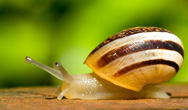 10. Улитка ползет по ветке дерева длиною в 1м, преодолевая днем расстояние в 30 см. Ночью она отползает назад на 20 см. Сколько времени необходимо улитке, чтобы доползти до конца ветки?