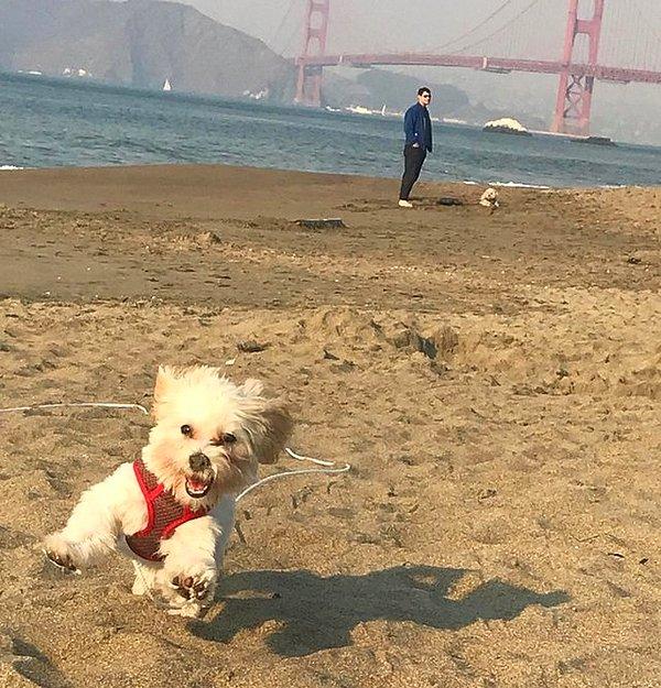 BONUS: "Yavru köpeğimi ilk kez kumsala götürdüm."