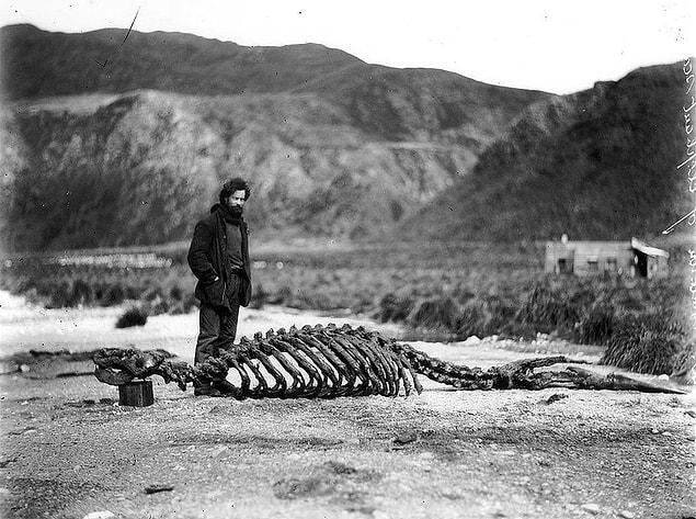 4. Harold Hamilton with the skeleton of a sea lion, 1913