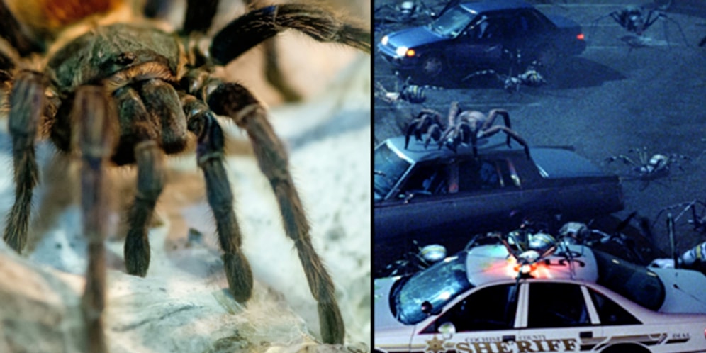 Örümcekler Bir Araya Gelirse Bütün İnsanları Bir Yılda Silip Süpürebilirler!