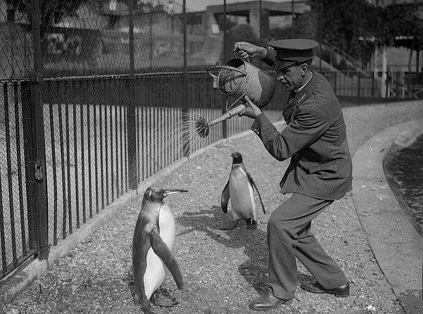 3. Bir hayvan bakıcısı sıcak bir günde penguene su döküyor, 28 Ağustos 1930