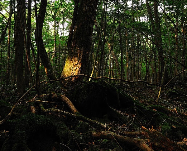 2. Аокогахира, Япония