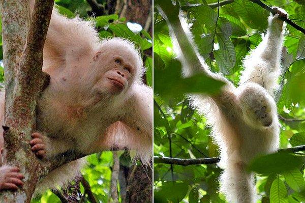 Alba isimli orangutan Borneo Orangutan Yaşatma Derneği tarafından geçen yıl Nisan ayında kurtarılmıştı. Şimdi ise Bukit Baka Bukit Raya Ulusal Parkı'na salınıyor.