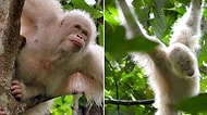 Artık Özgür! Dünyanın İlk Albino Orangutanı Doğaya Salındı