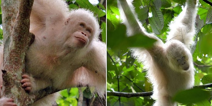 Artık Özgür! Dünyanın İlk Albino Orangutanı Doğaya Salındı