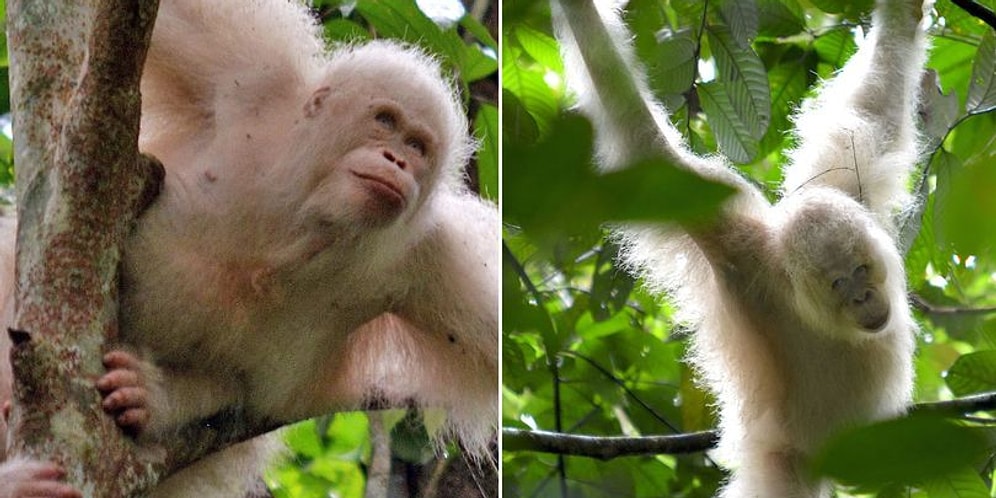 Artık Özgür! Dünyanın İlk Albino Orangutanı Doğaya Salındı