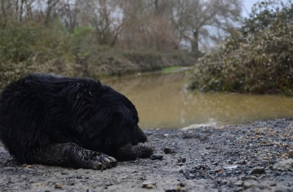 Köpek Eğitim Merkezini Sel Vurdu: 8 Hayvan Hayatını Kaybetti, 2'si Kayıp