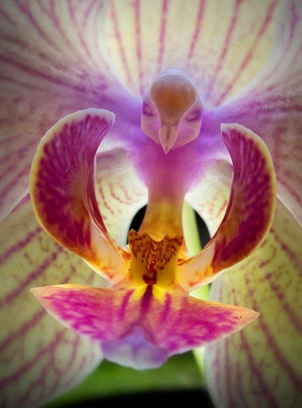 2. Orkidenin üzerine kelebeğin gölgesinin yansıması.