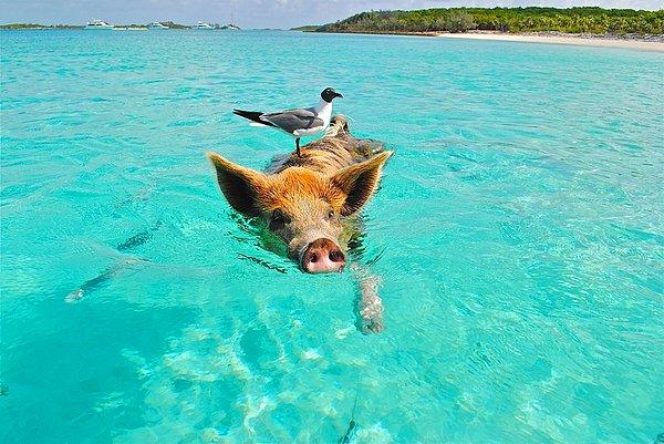 7. Bahamalar'da vahşi domuzlar tarafından işgal edilmiş bir ada.