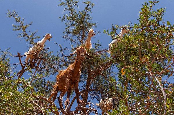 8. Fas'ta keçiler meyvelerini yemek için Argania ağaçlarına tırmanır.