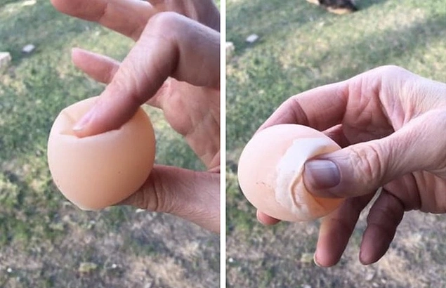 2 gün boyunca sirkenin içinde duran yumurtanın hali: