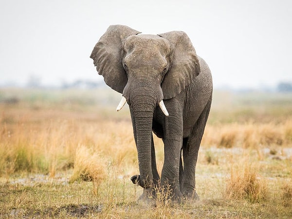 1. Какое изображение кажется вам наиболее симпатичным?