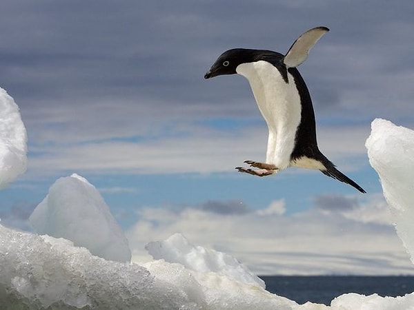 3. Теперь выбираем пингвина: