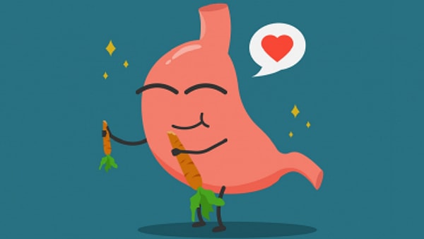 2. Sindirimi düzenler.