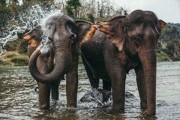 Asya kökenli fillerin rakamlar konusunda oldukça başarılı olduğu ortaya çıktı.