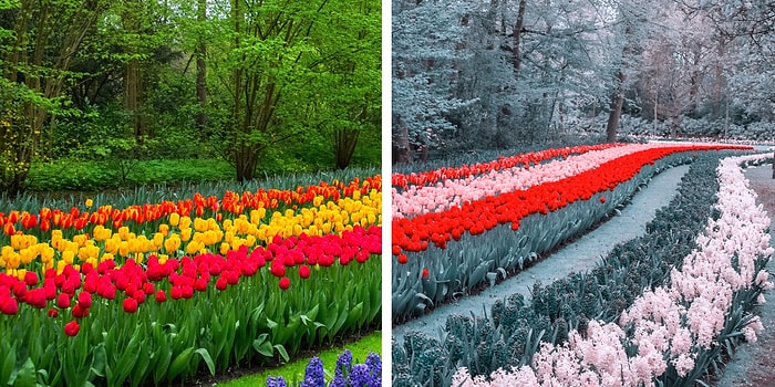 Тест: А не дальтоник ли вы часом?