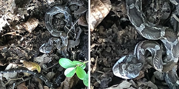 19. Змея с Гитлером на голове.